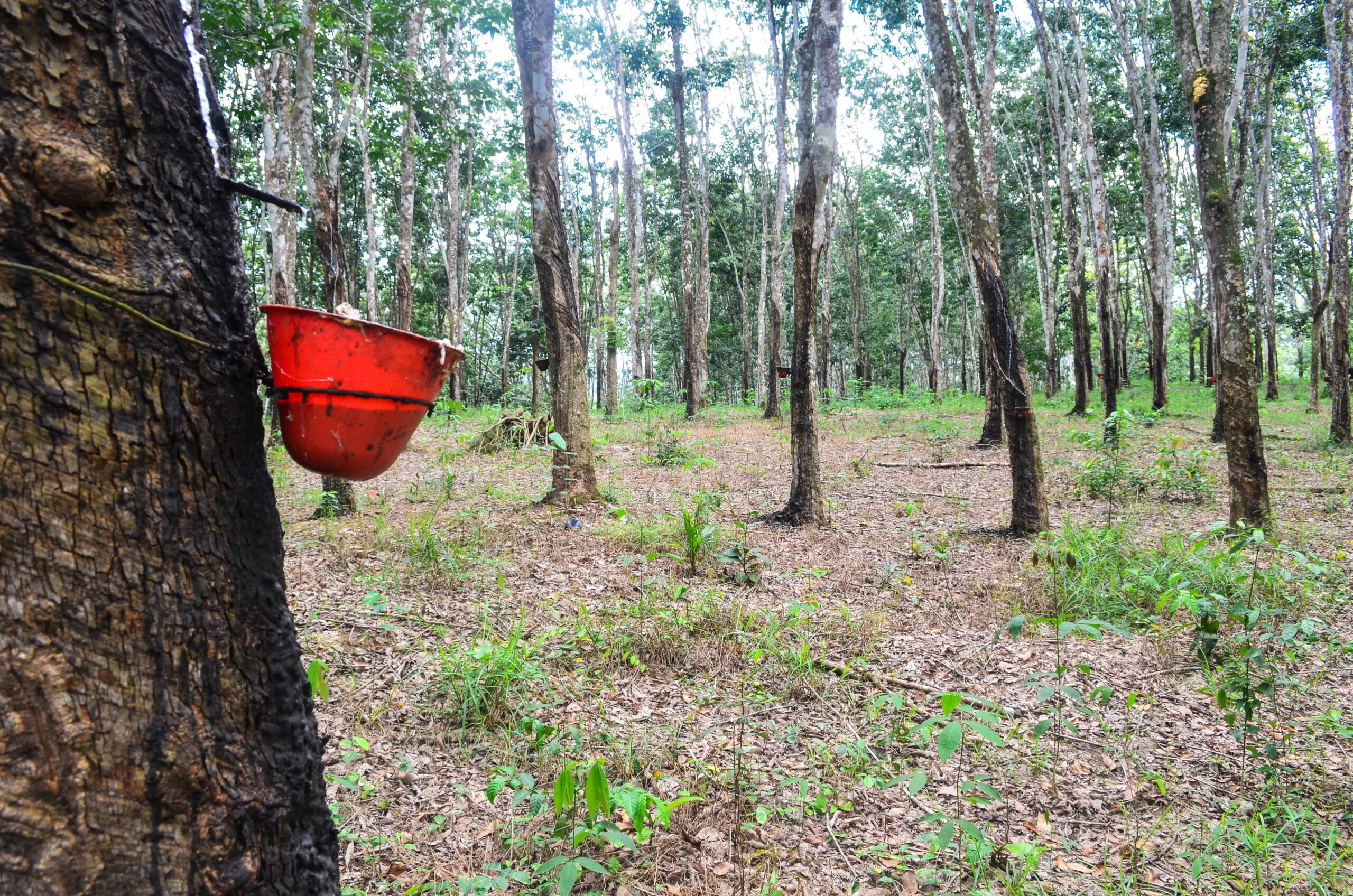 A journey through rubber trees - FreeWheely | Cycling Africa and other  adventures